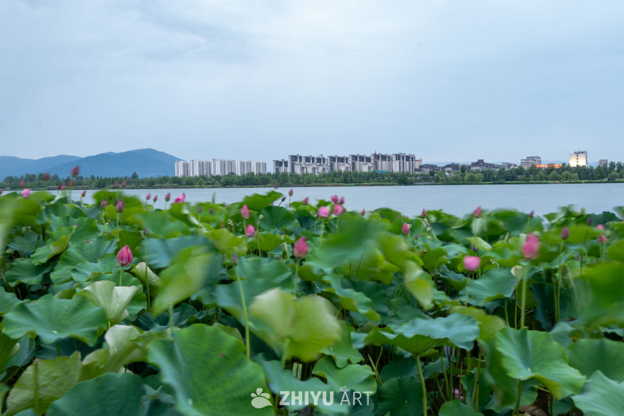 夜色下的大桥 6