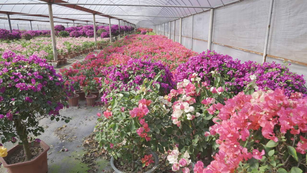 年宵花 21