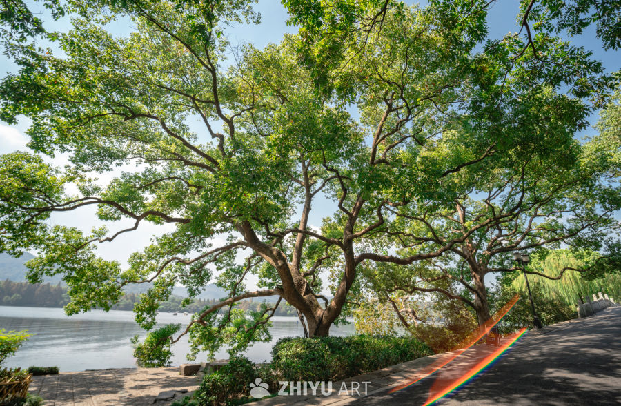 树是另外一种海