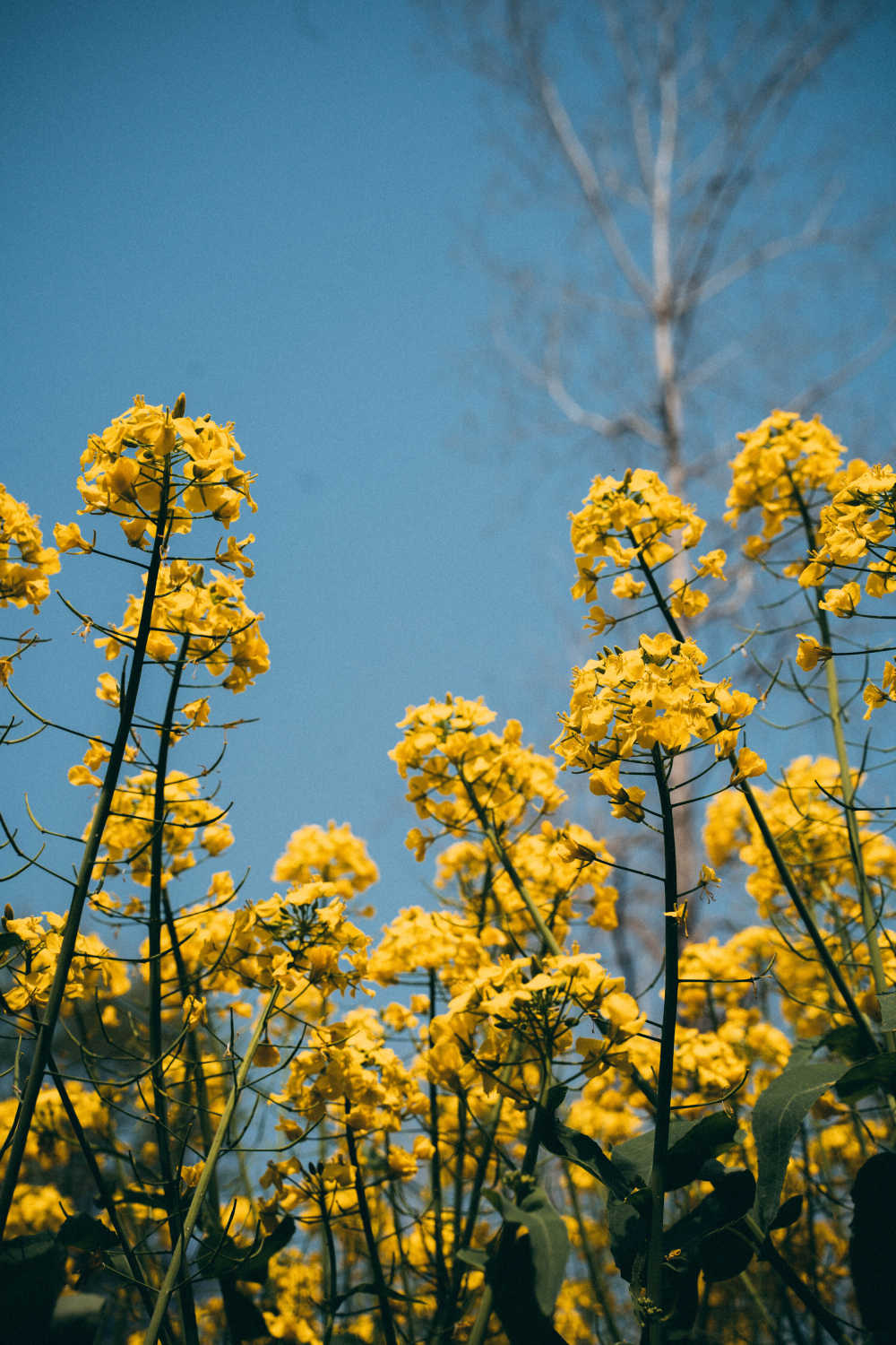 油菜花 春天 黄色花 
