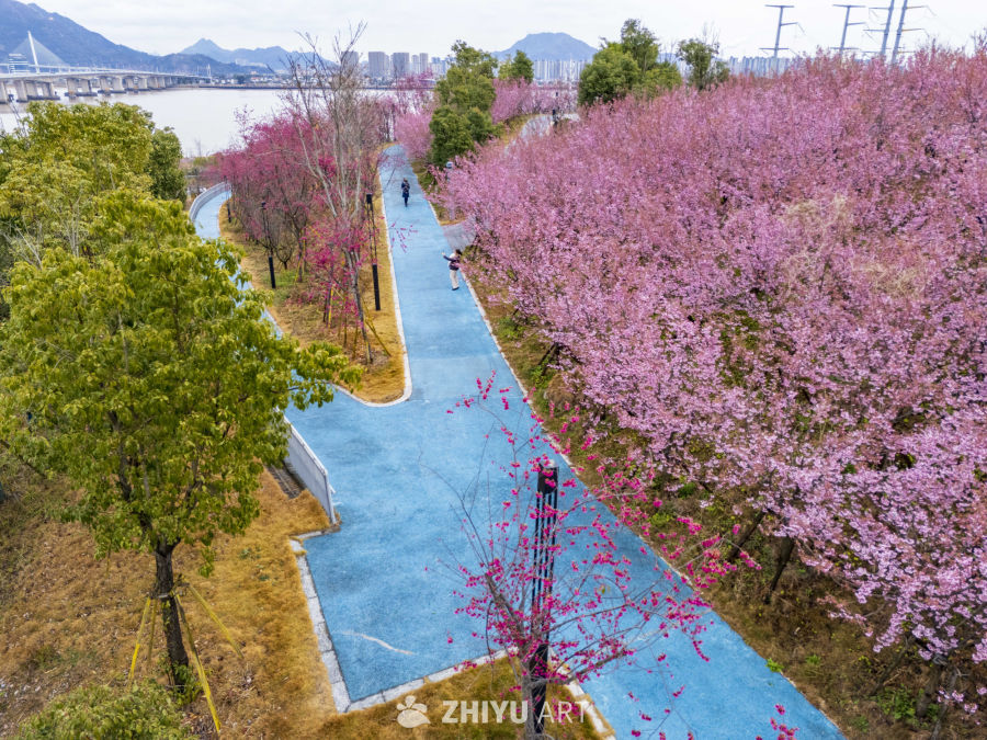 樱花盛开的城市步道