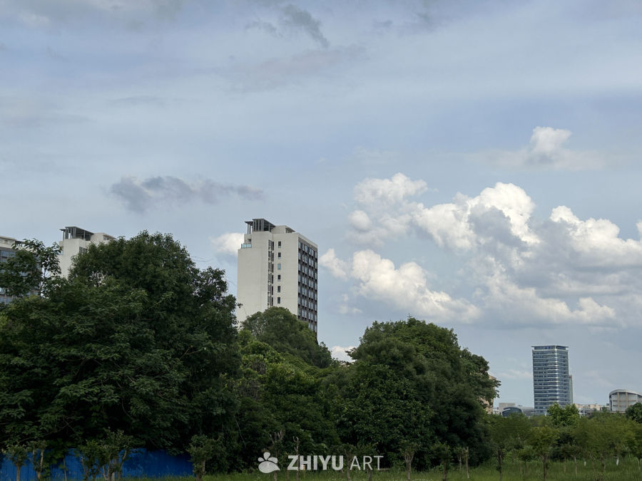 高楼与绿树下的宁静