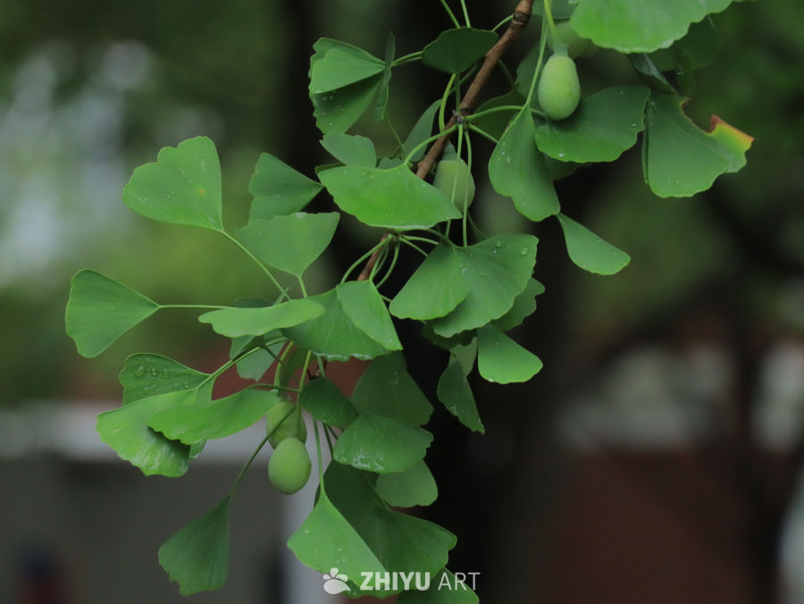 雨后银杏树