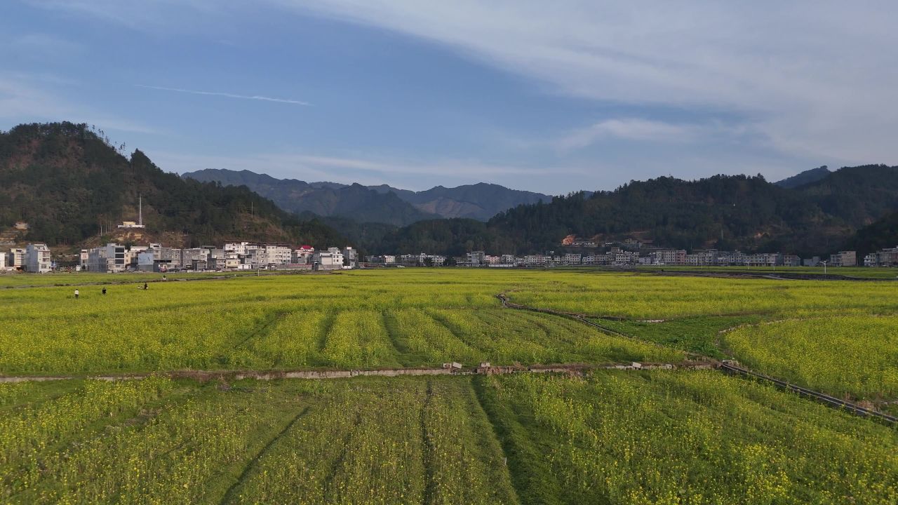 油菜花航拍