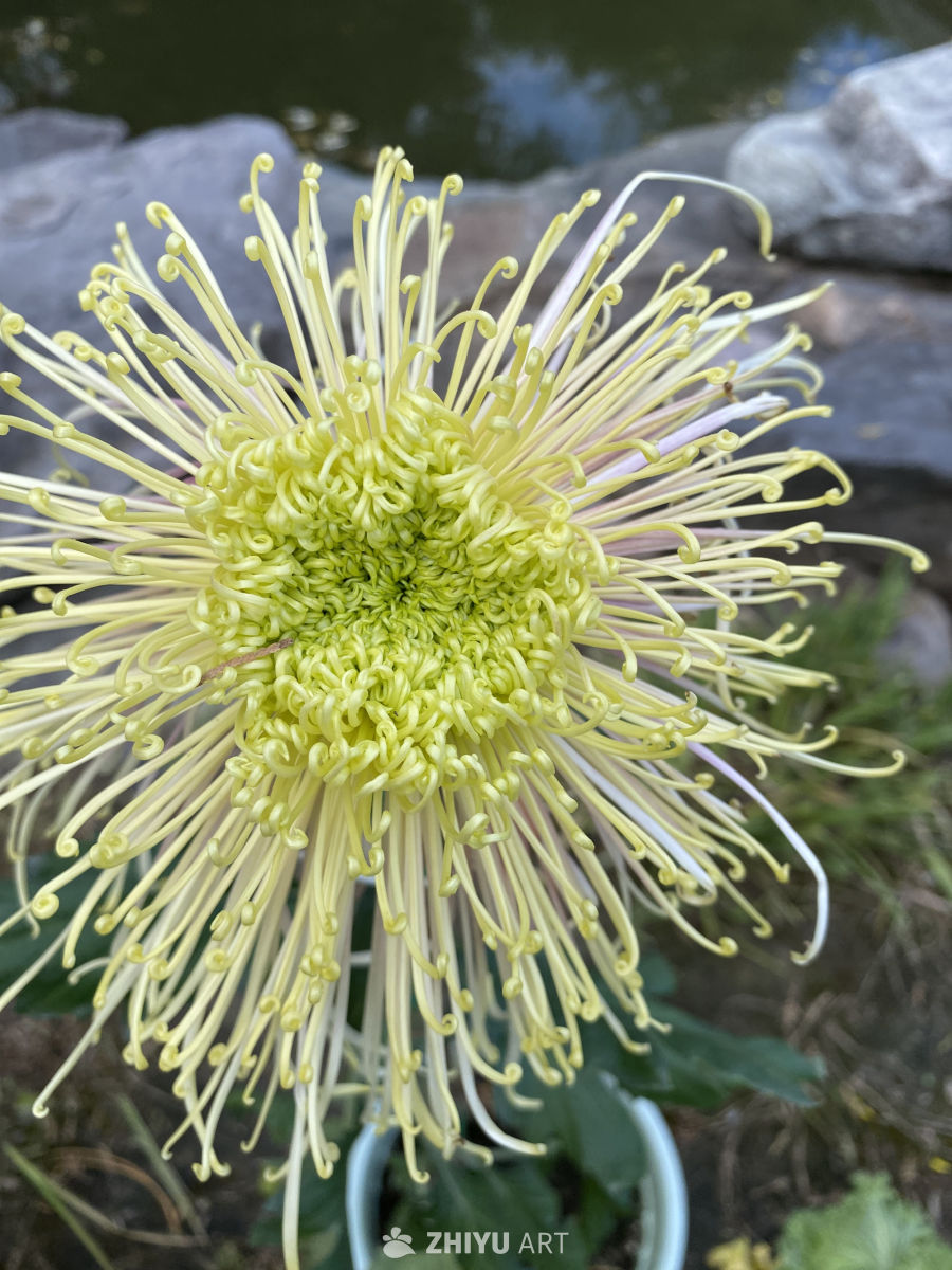 黄菊卷曲绽放之美