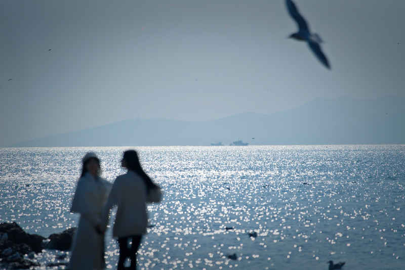 海鸥 6