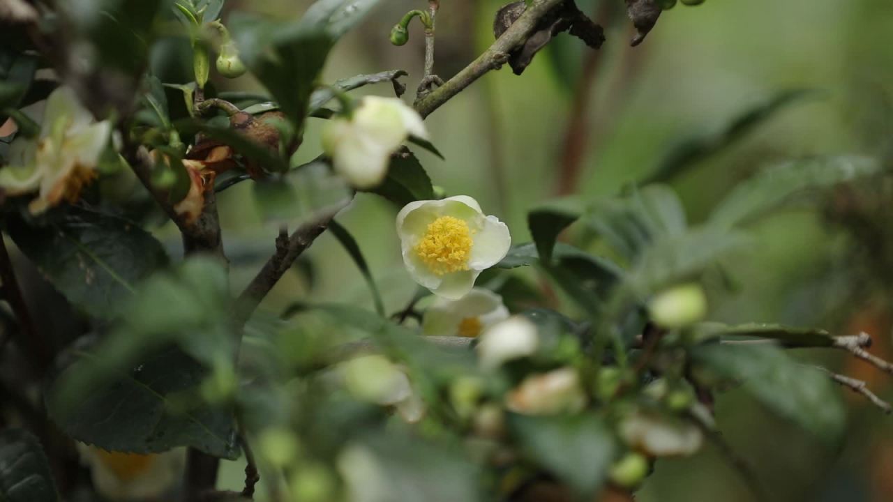 茶花