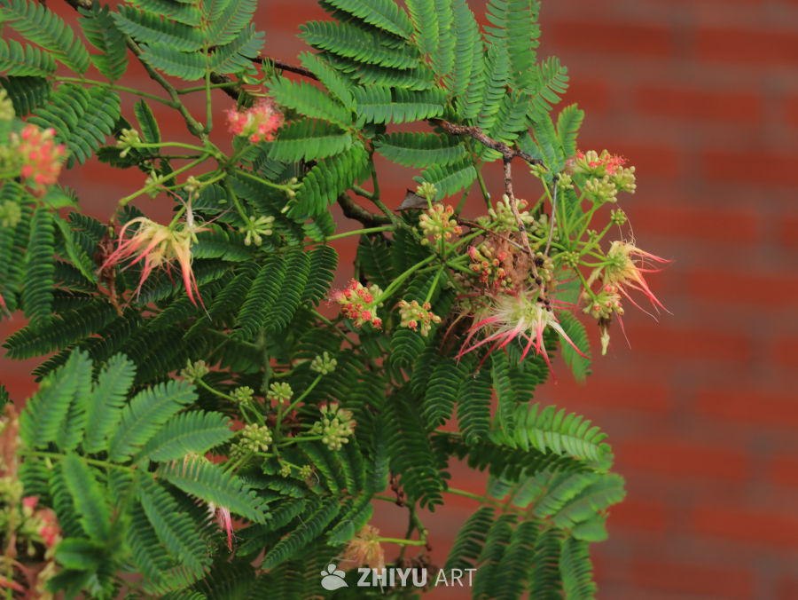 粉红花蕊的绿叶植物