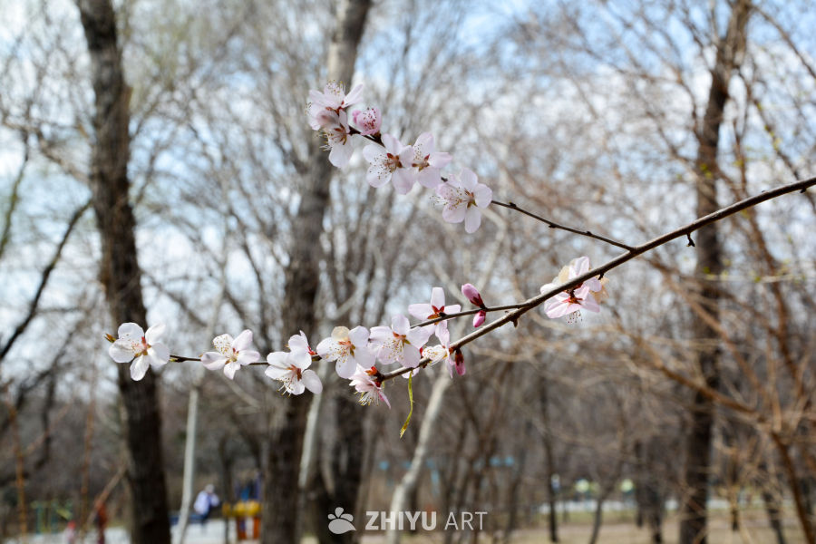 春花山桃
