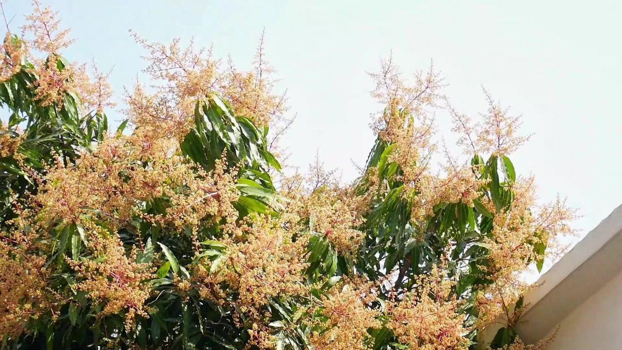 春来鸟舞花枝头
