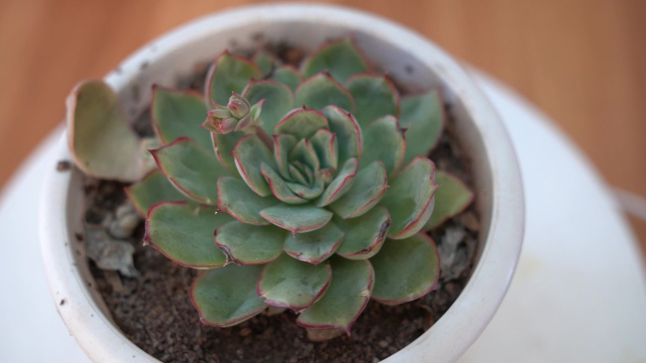大自然花草植物 