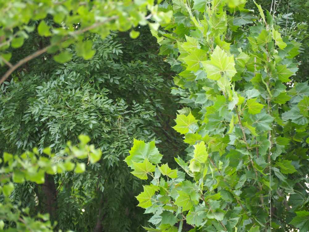 植物园采风
