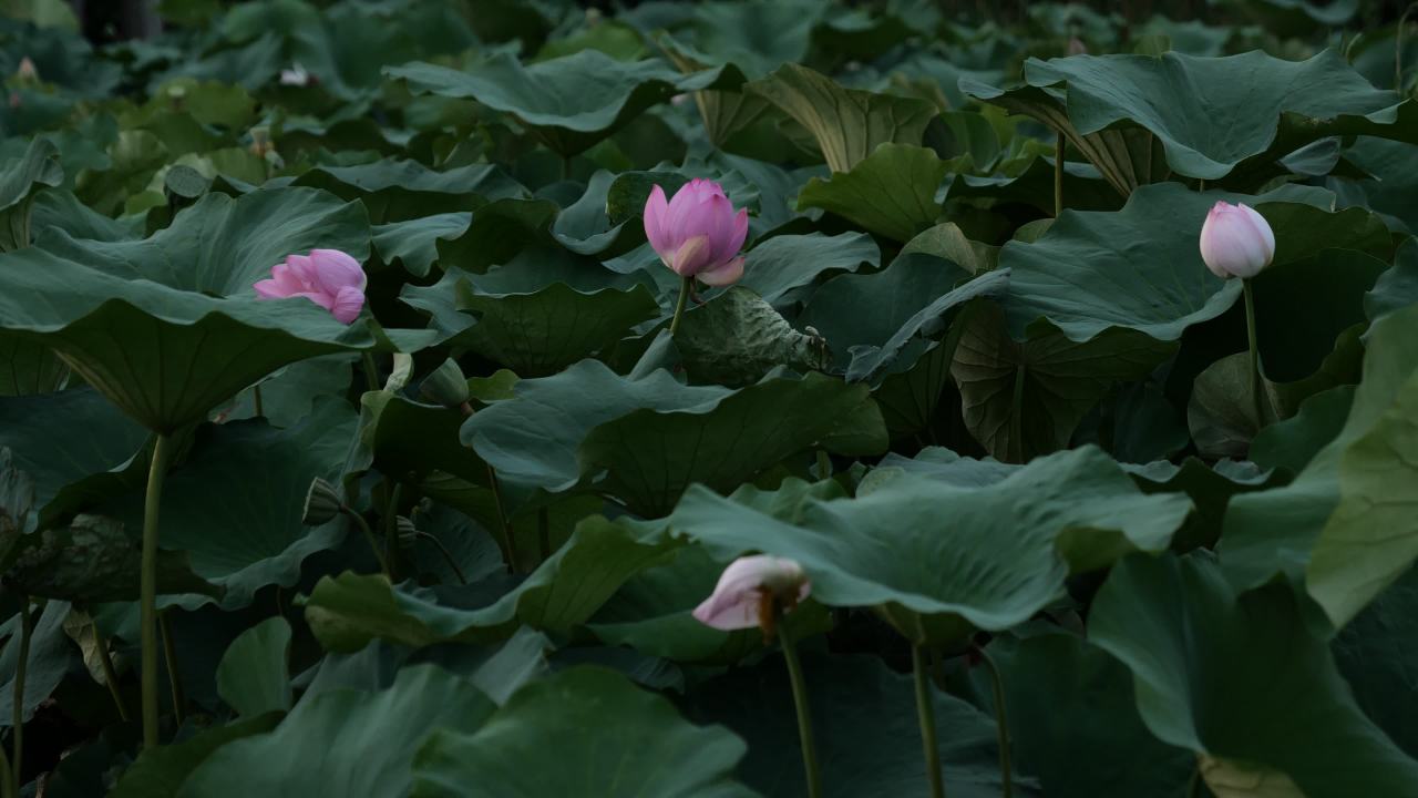 荷花 50