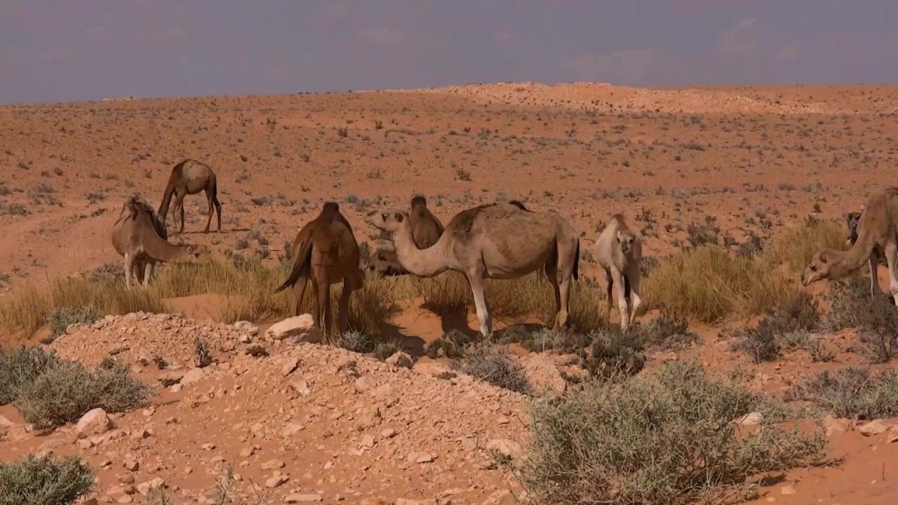 单峰骆驼突尼斯沙漠动物