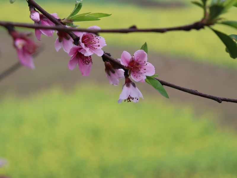 春色桃花相映开 11
