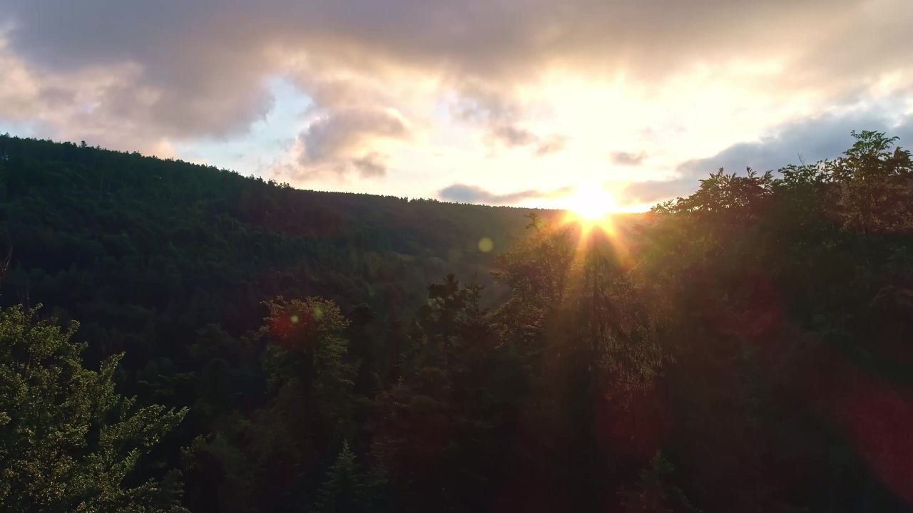 森林清晨的阳光