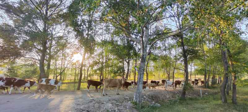 晨光下的牛群