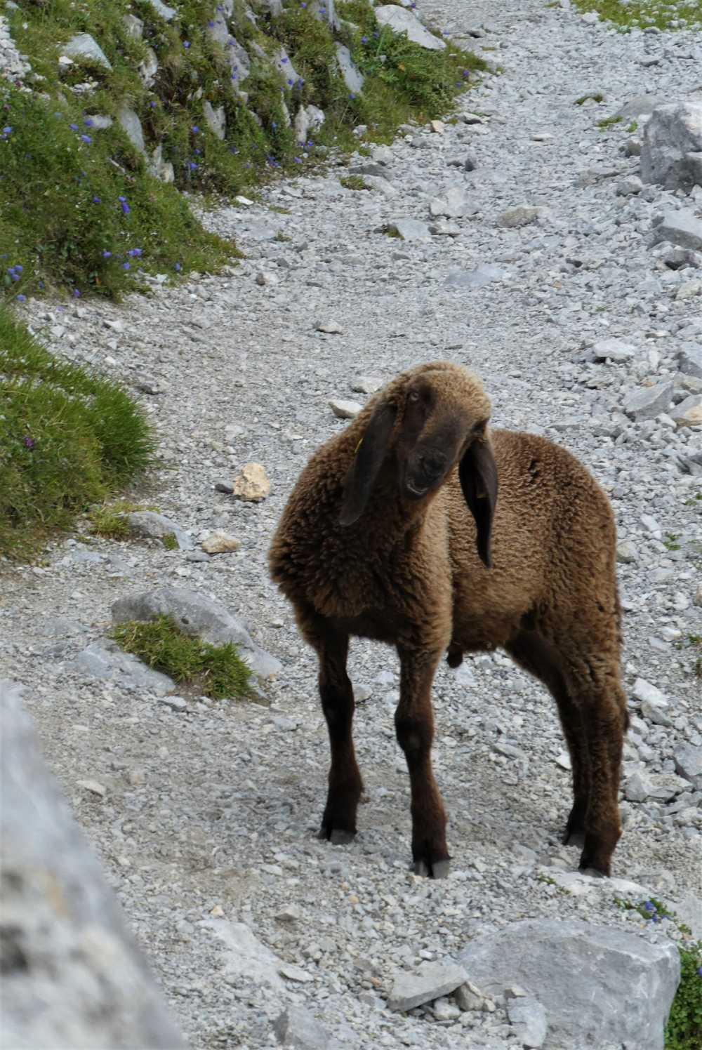山羊羊浏览器草