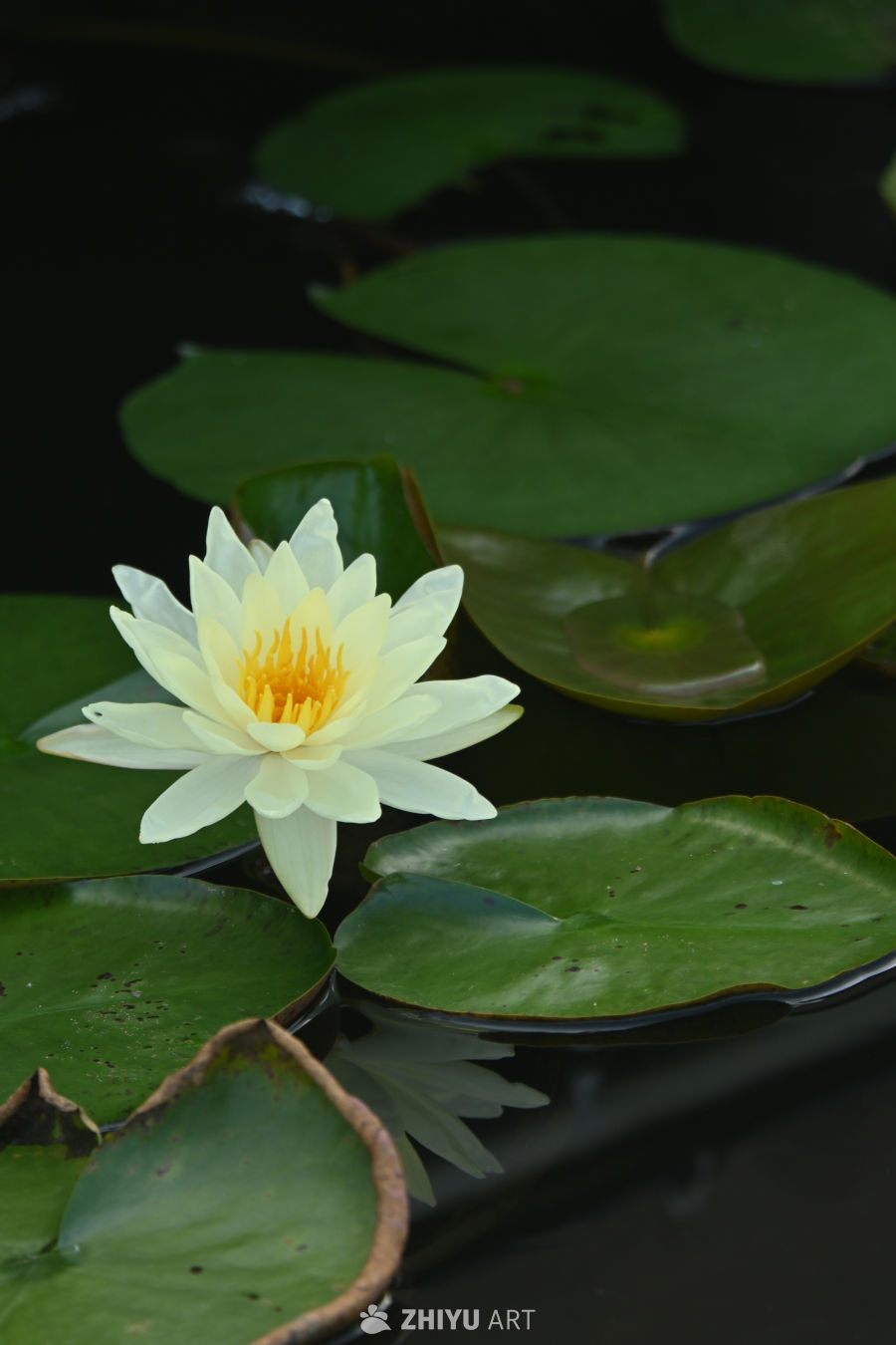 荷花🪷