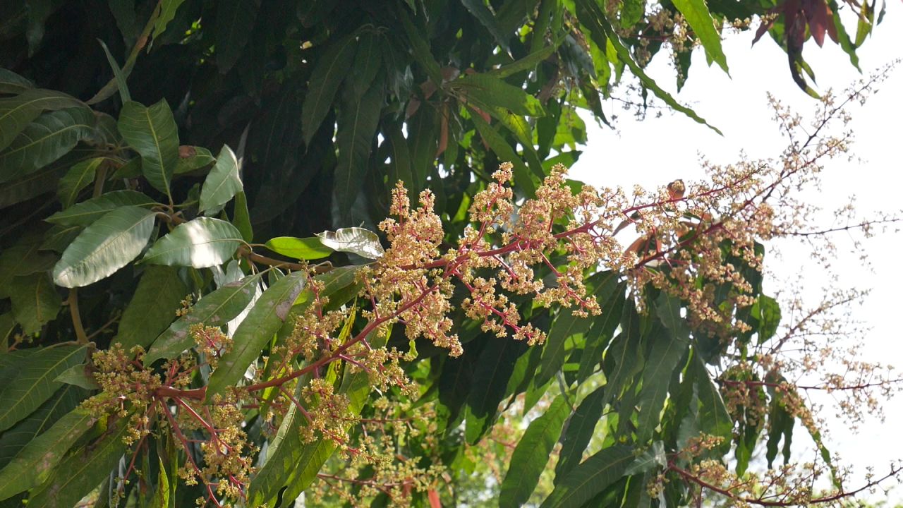 阳光一树芒果花3