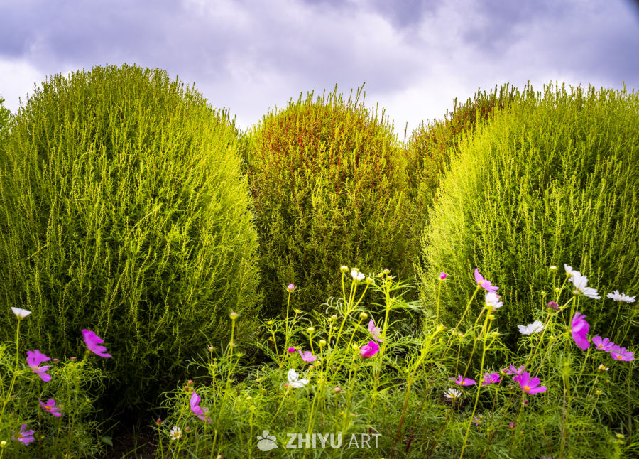 绿植与花丛的宁静之美