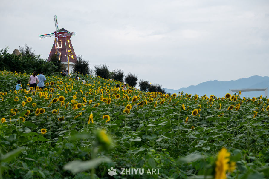 向日葵花海 20