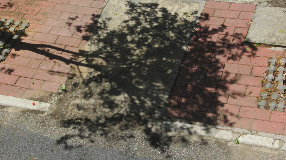 立秋日树影