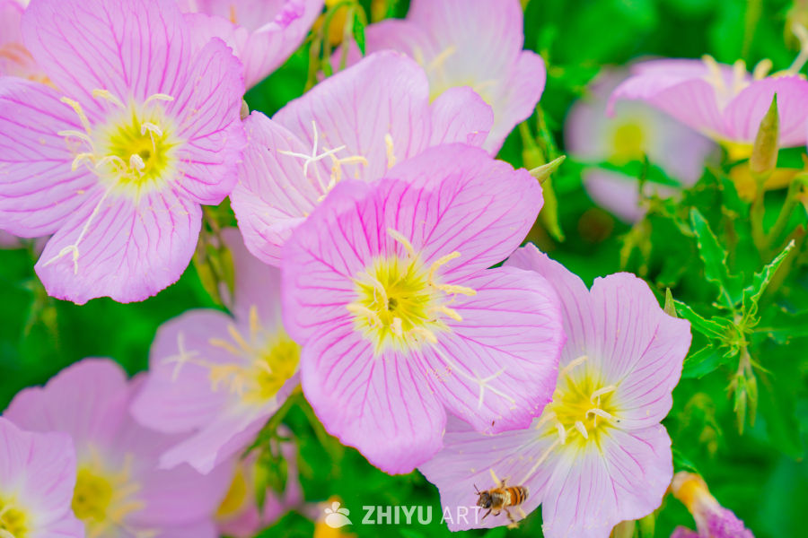 春末街边的小花小草 11