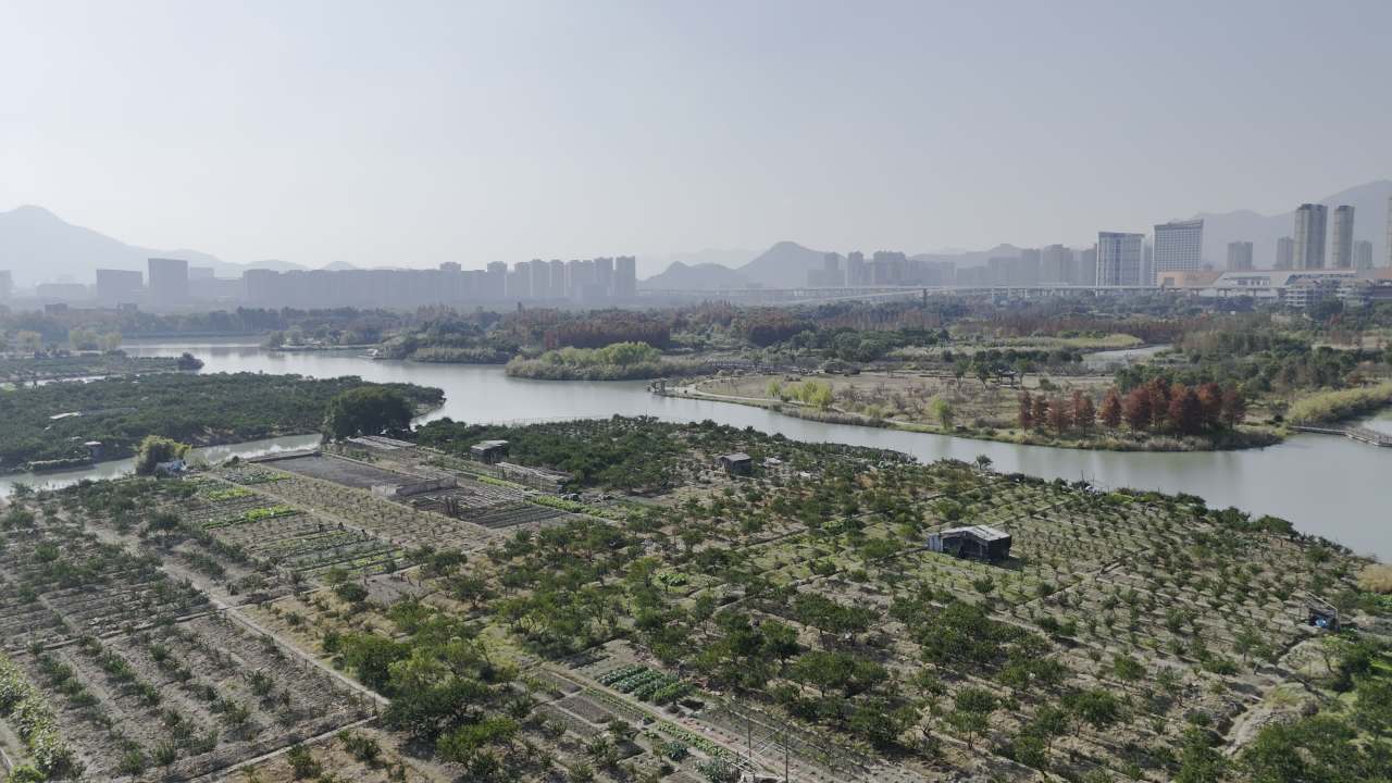湿地红杉 20