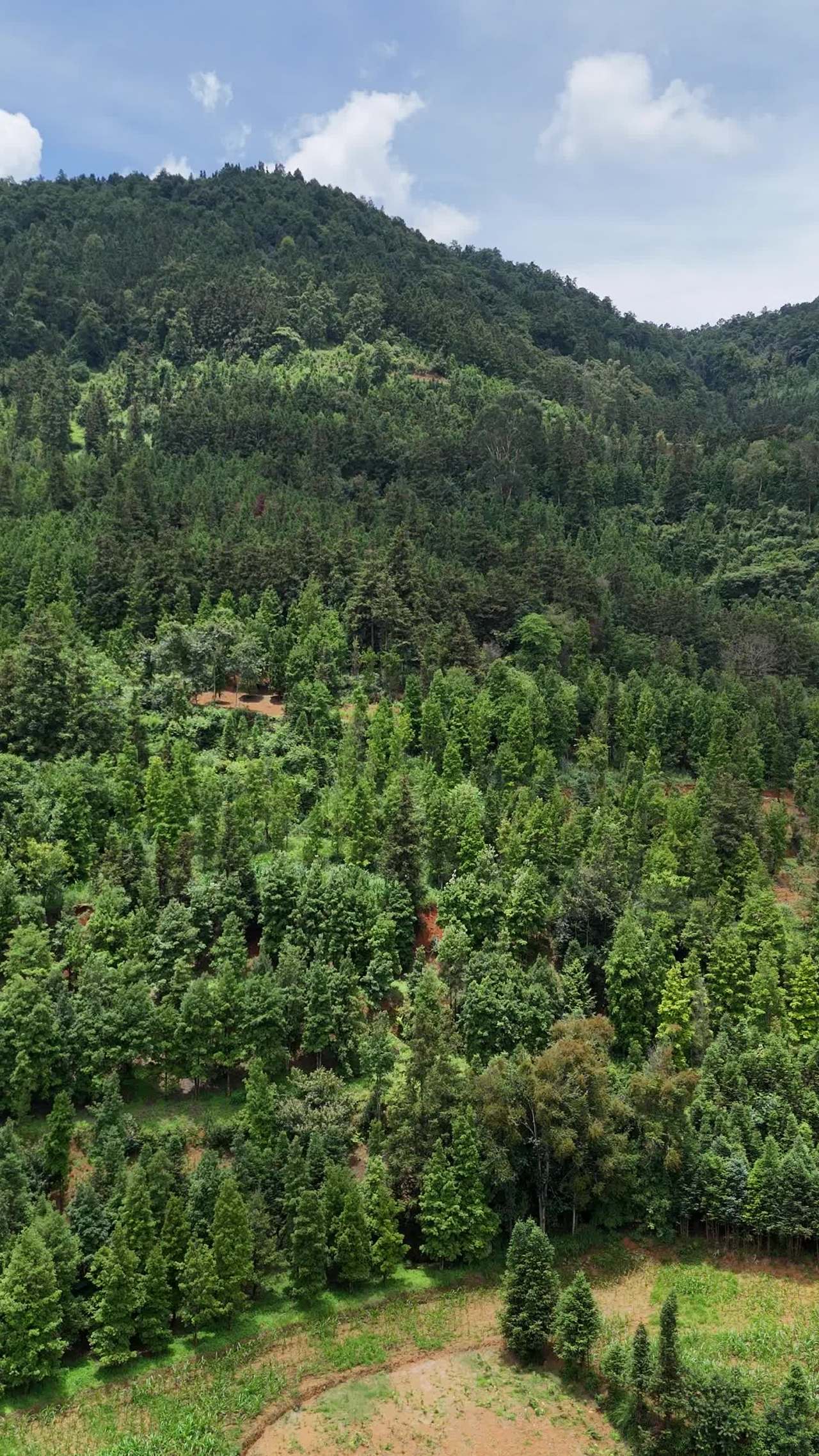 山间绿意盎然