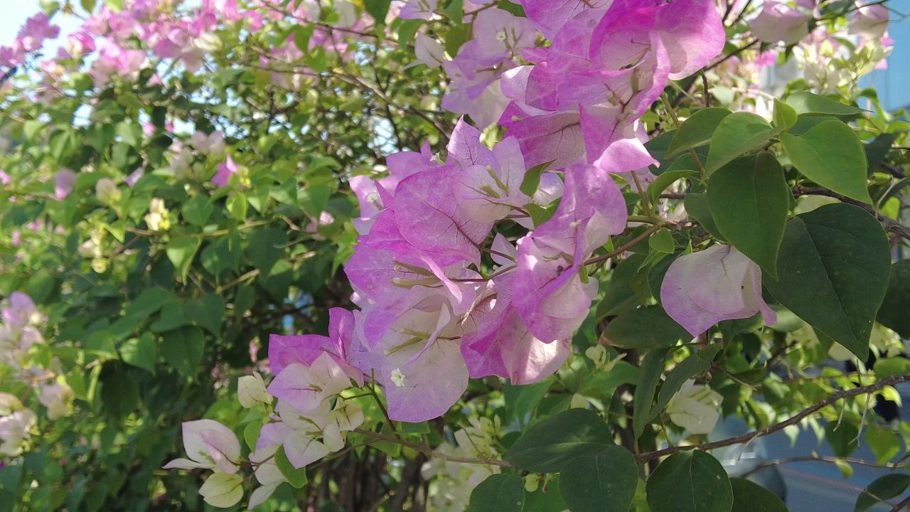 三角梅鲜花实拍