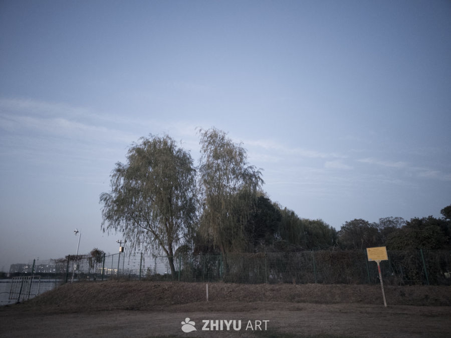 黄昏柳树下的宁静