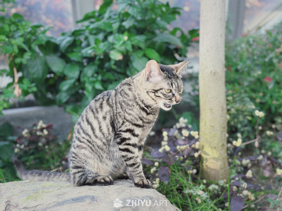 上海辰山植物园的狸花猫 3
