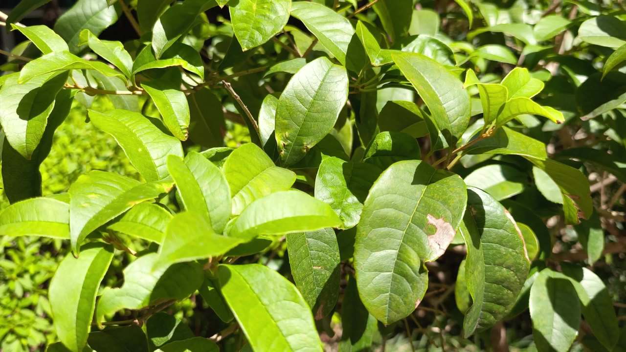 夏日里生机勃勃的绿叶背景素材