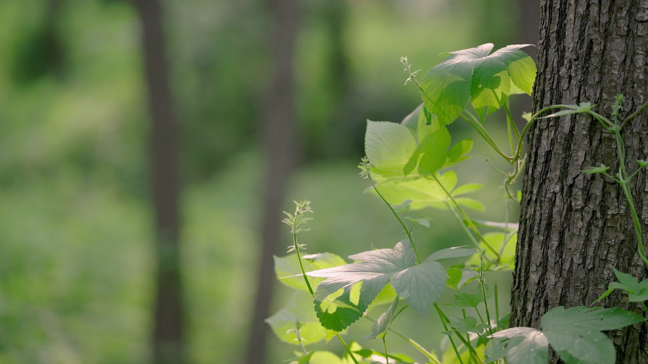 夏天阳光下的爬山虎情绪意境空境
