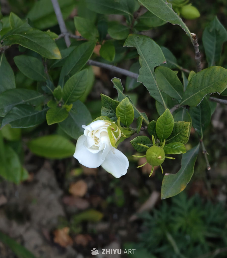 枝头初绽·柔瓣凝露的白花