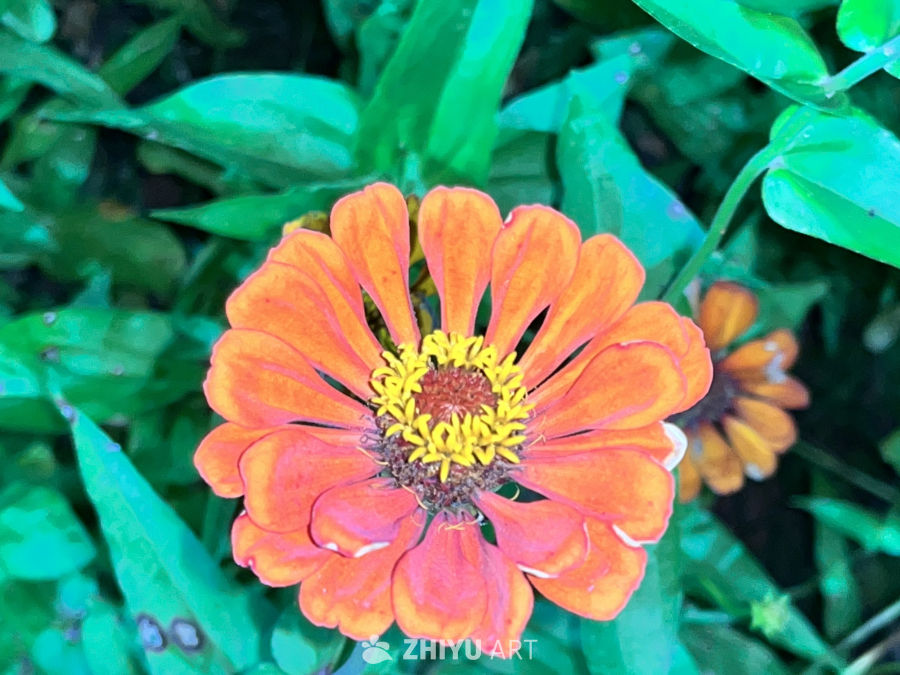 橙色的花与绿叶的和谐