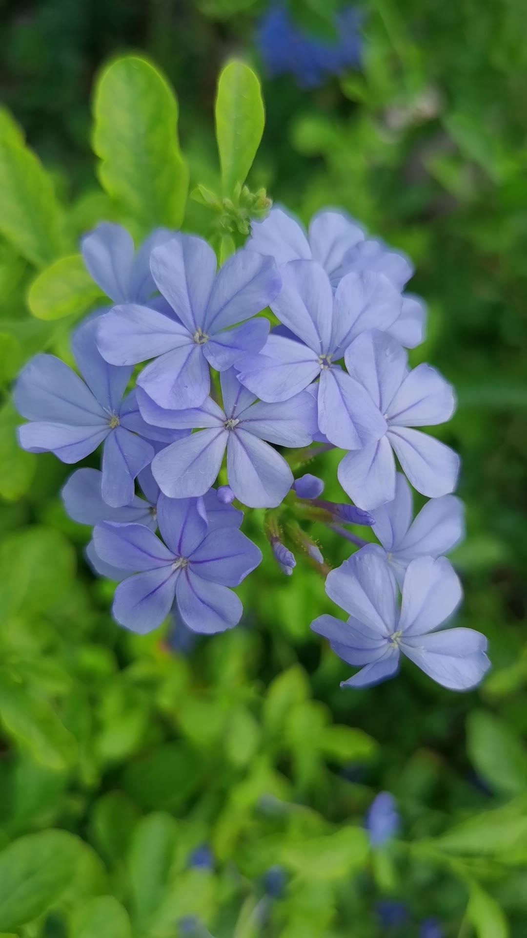 阳光下的花