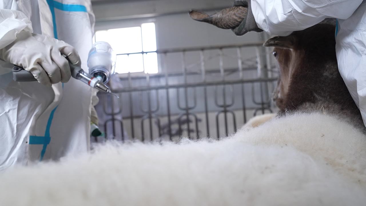 山羊养殖防疫工作