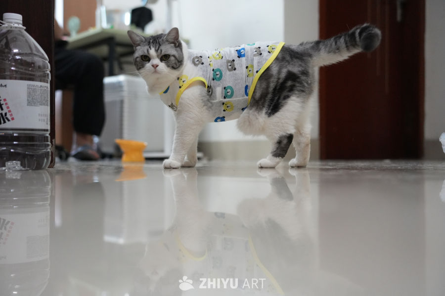 猫咪 48