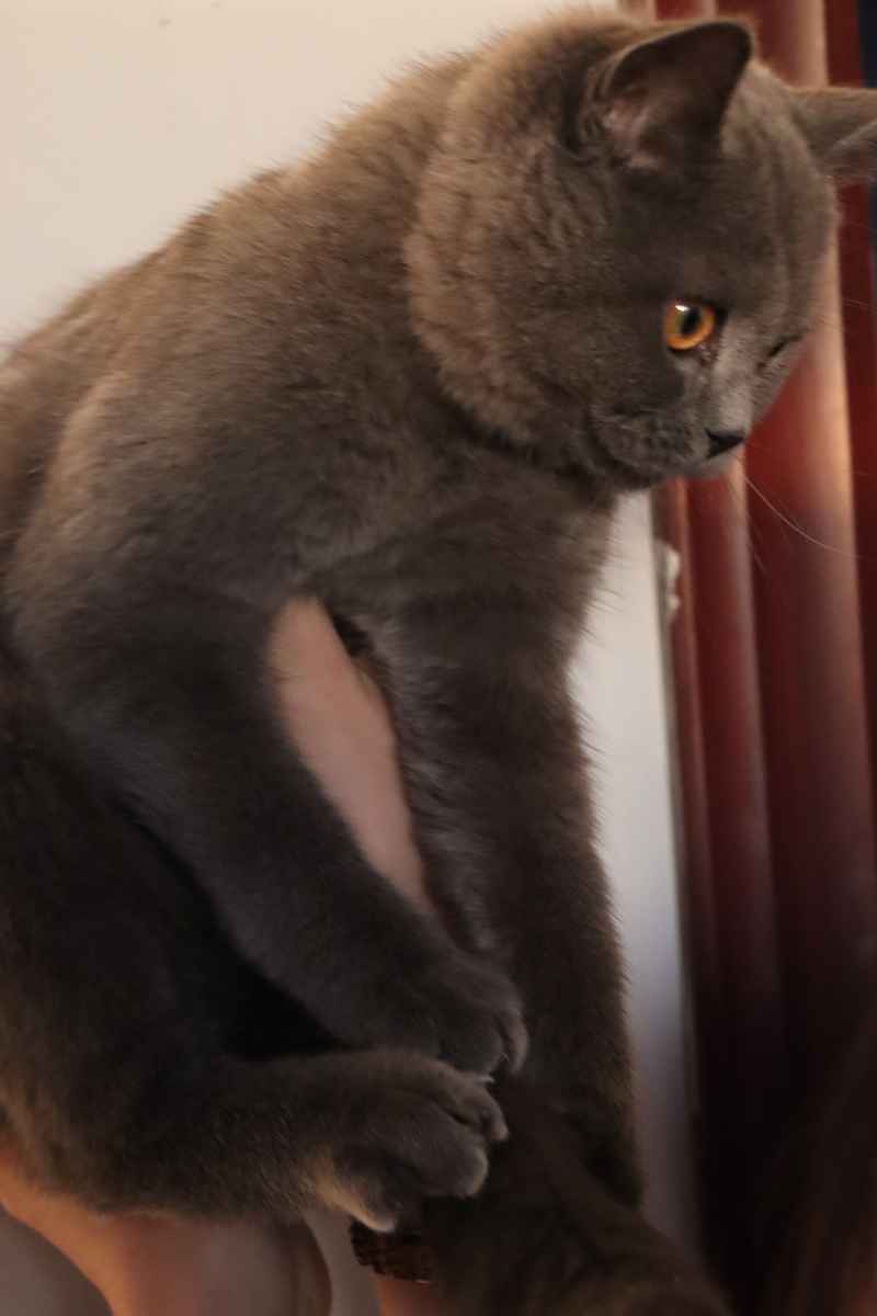 蓝猫自拍 9