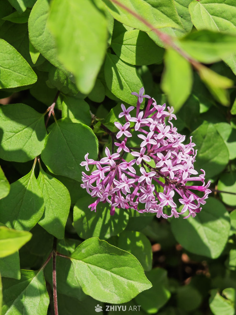 丁香花