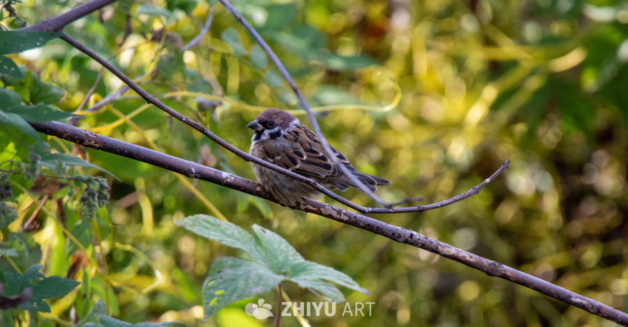 麻雀栖息于春日枝头