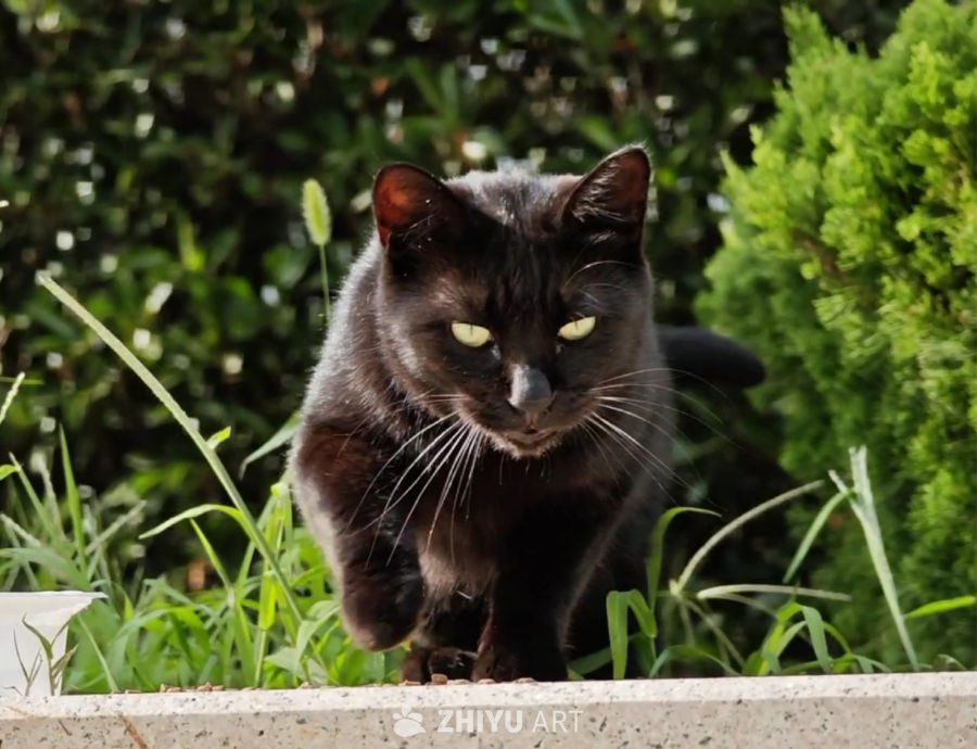 镜头里的猫猫