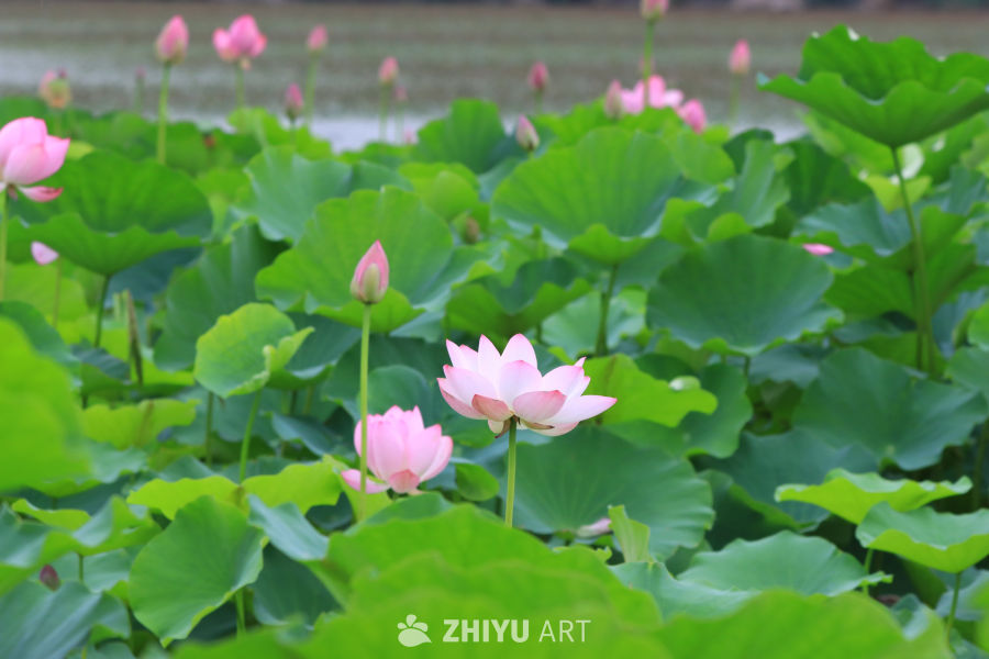 荷花 30