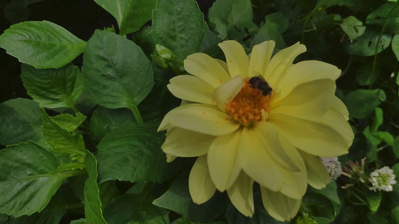 蜜蜂采蜜