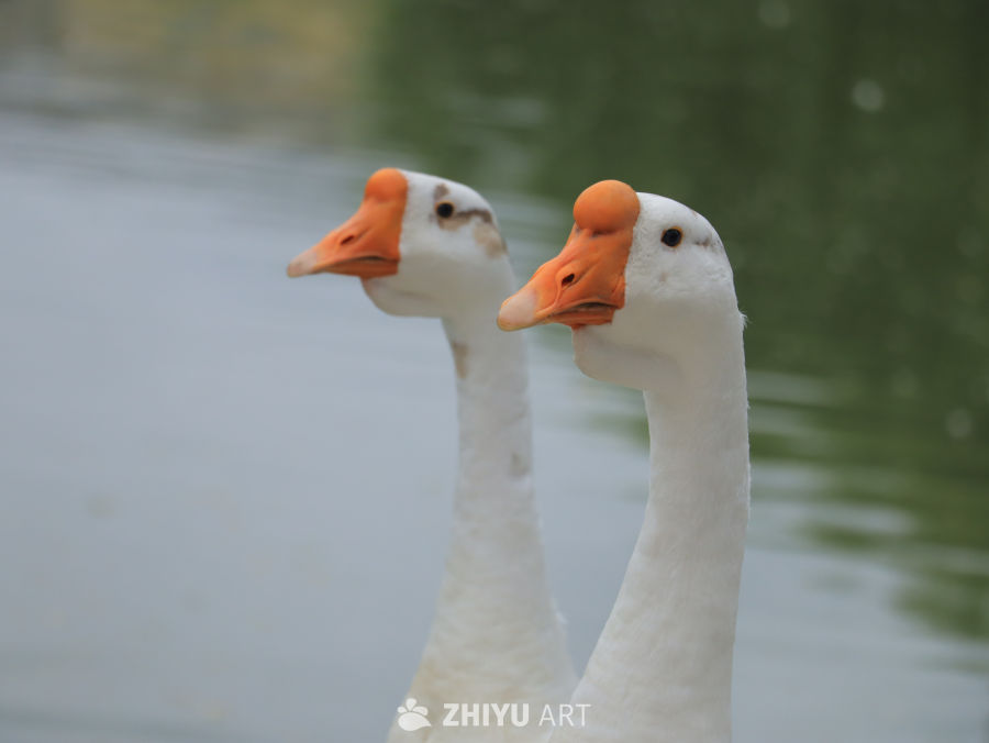 湖畔的白鹅