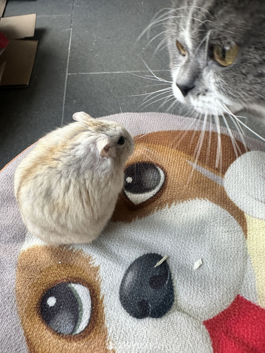 猫咪与仓鼠的奇妙邂逅