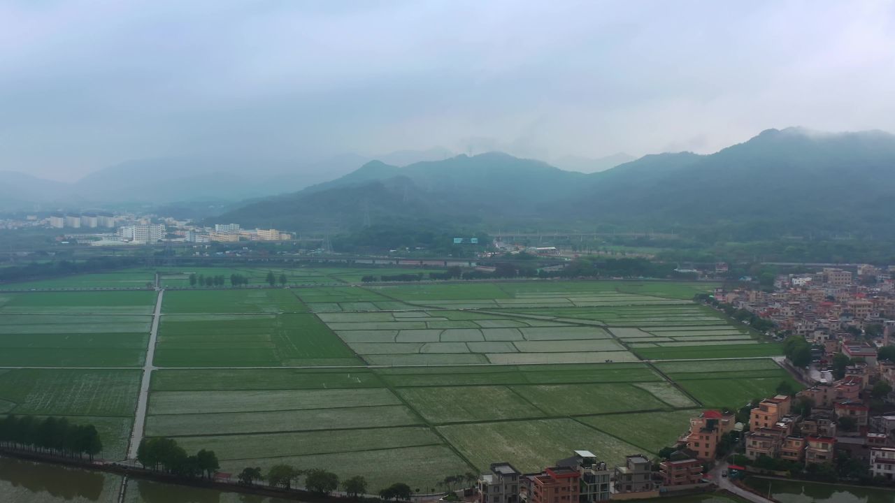 中山市崖口村稻田 