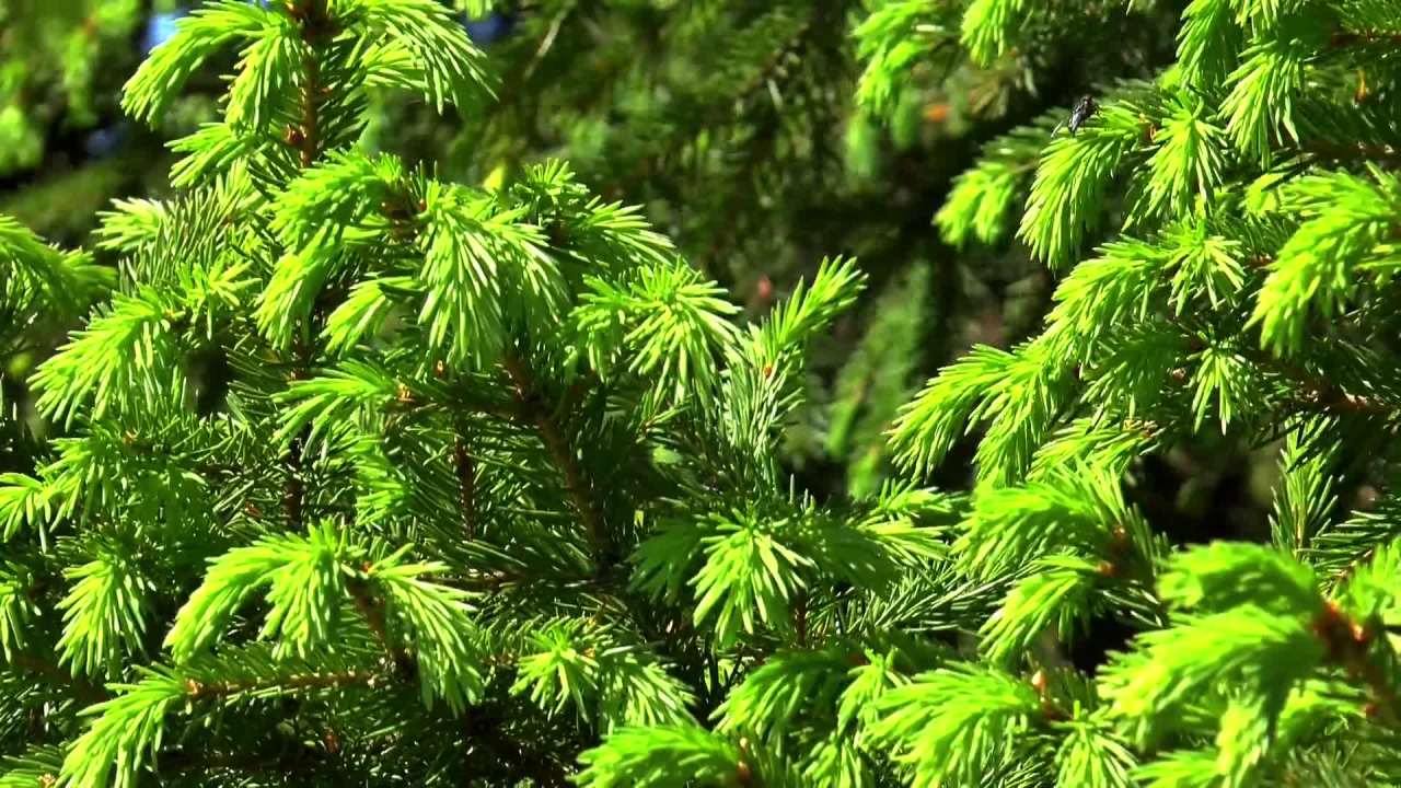 松树枝的特写